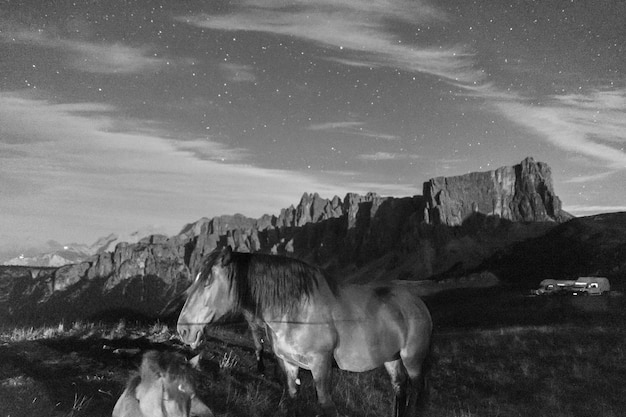 Photo view of horse on mountain against sky at night