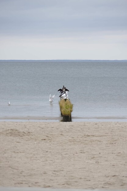 Photo view of a horse in the sea