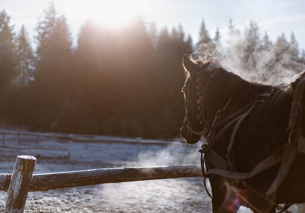 Photo view of a horse on snow covered landscape in morning light