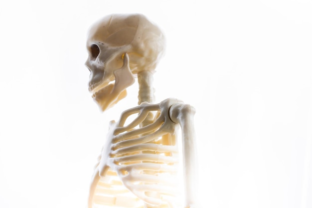 View of a human skeleton looking to the left on a white backgro