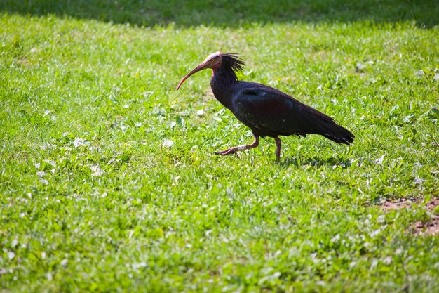 View of Ibis eremita