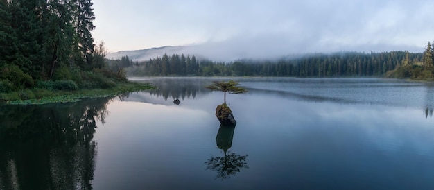 View of an Iconic Bonsai Tree at the Fairy Lake