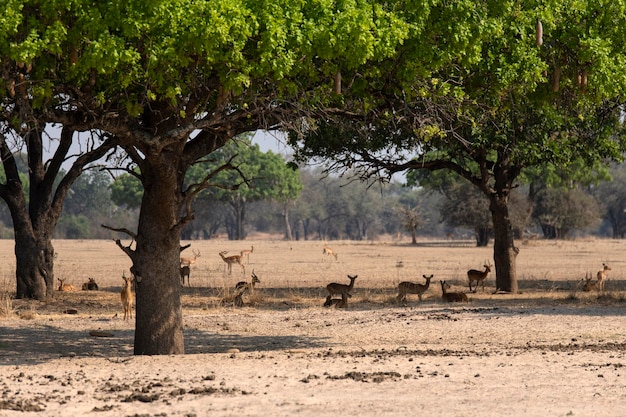 Photo view of impslas on landscape