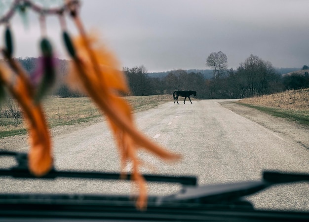 View inside of car moving on highway with horse crossing road