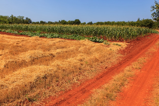 View of Istrian countryside