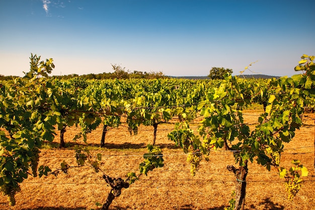 View of italian vineyard in the Trieste Karst at the summer season