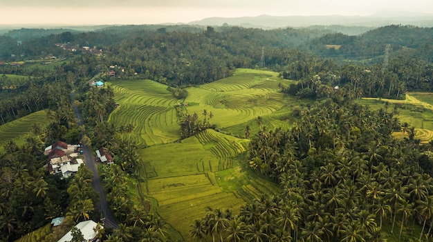 view of Jatiluwih Rice Fields