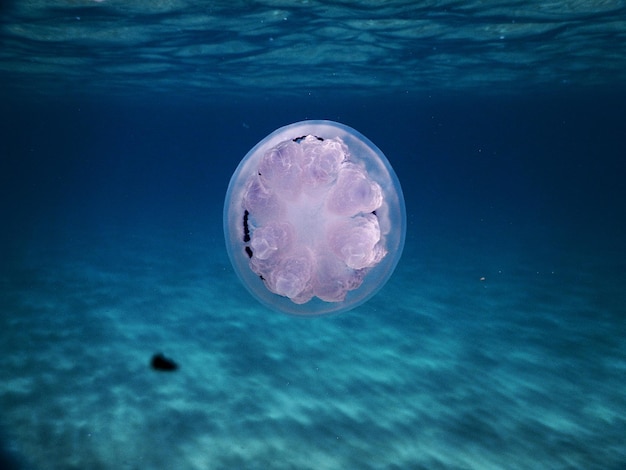 View of jellyfish swimming in sea