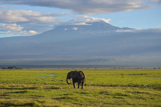 View of the Kilimanjaro and elephant in Amboseli NAtional PArk Kenya Africa