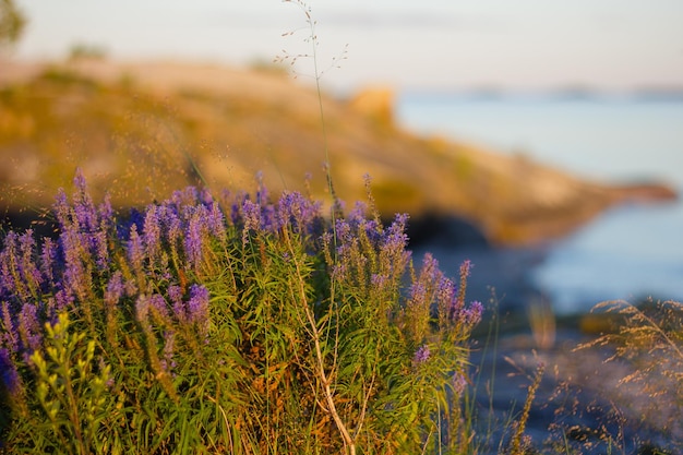 view of Ladoga skerries at sunset in the republic of karelia. High quality photo