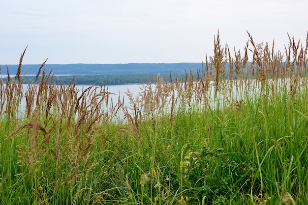 A view of the lake from the shore with green grass and island on horizon