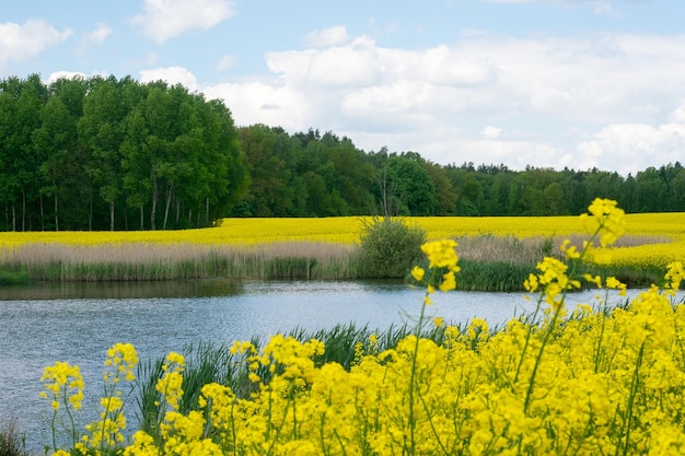 View of the lake next to the yellow rape field against the background of a deciduous forest