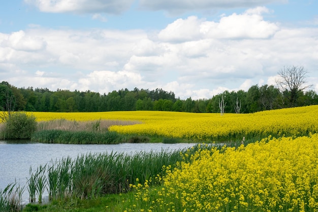 View of the lake next to the yellow rape field against the background of a deciduous forest