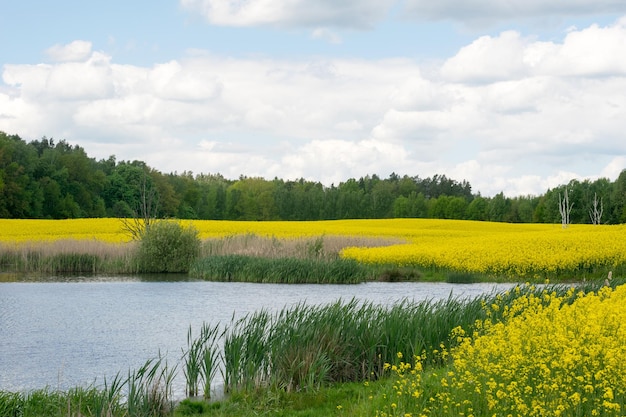 View of the lake next to the yellow rape field against the background of a deciduous forest