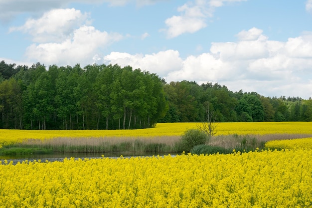 View of the lake next to the yellow rape field against the background of a deciduous forest