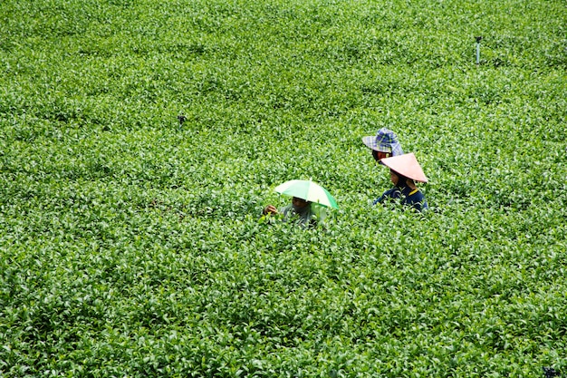 View landscape farmland garden park with thai farmer planter crop harvesting leaf tea plant tree in farmland garden park on mountain at Choui Fong Tea Plantation on July 1 2022 in Chiang Rai Thailand