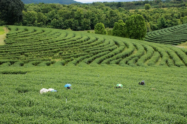 View landscape farmland garden park with thai farmer planter crop harvesting leaf tea plant tree in farmland garden park on mountain at Choui Fong Tea Plantation on July 1 2022 in Chiang Rai Thailand