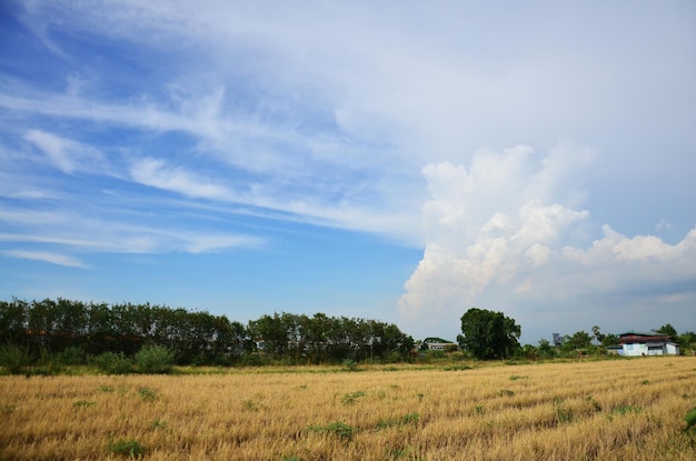 View landscape paddy rice field and cloudscape of sky with beautiful blue clouds and ray lighting of sunlight in day time at countryside rural of bangkok city in thailand