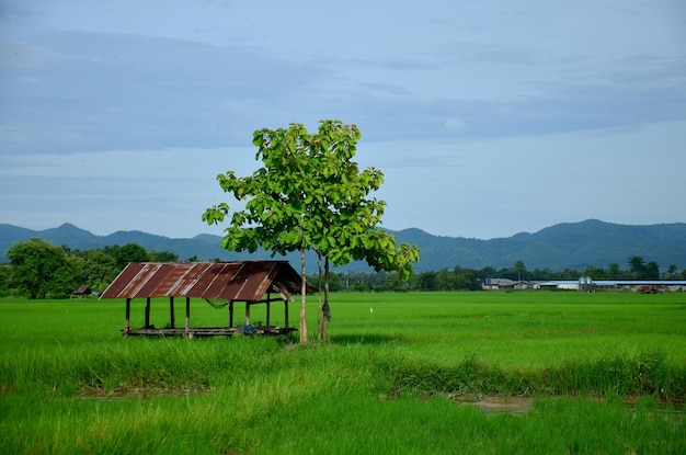 View of landscape of Paddy or rice field and hut in morning time at Phrae Thailand