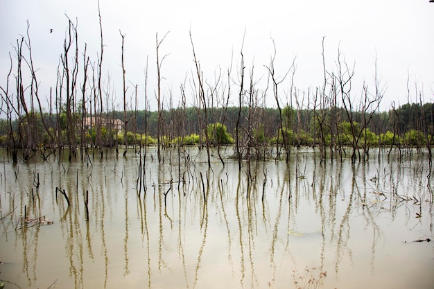 View landscape of trees standing dead and dry in dirty water pond Effects Environment from Water contaminated with Chemicals and oil at Samut Songkhram Thailand