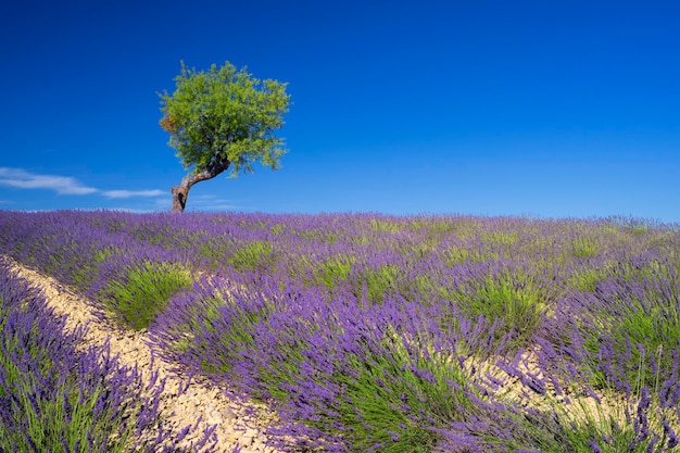 View of lavender field with tree in summer