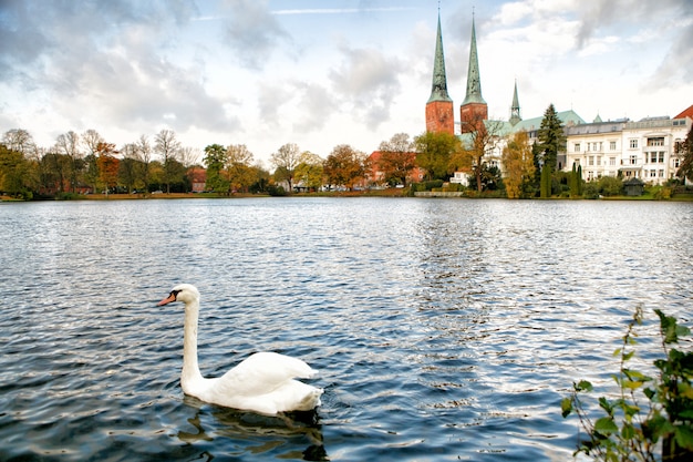 View of Lubeck The white swan is swimming in the lake. 