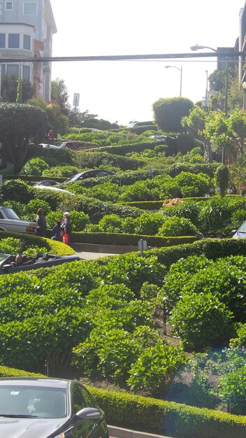 View of lush foliage