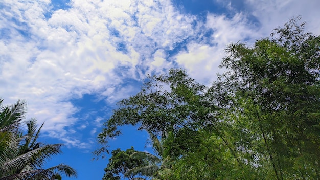 View of lush green bamboo trees against a bright blue sky background