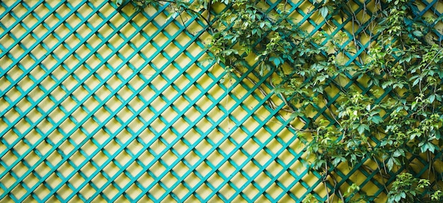 View of lush green leaves on a wooden frame wall.