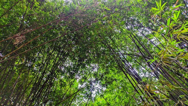 View of a lush green lush bamboo forest in Indonesia