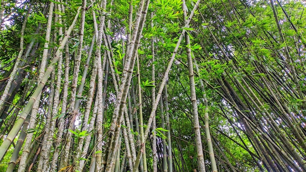 View of a lush green lush bamboo forest in Indonesia