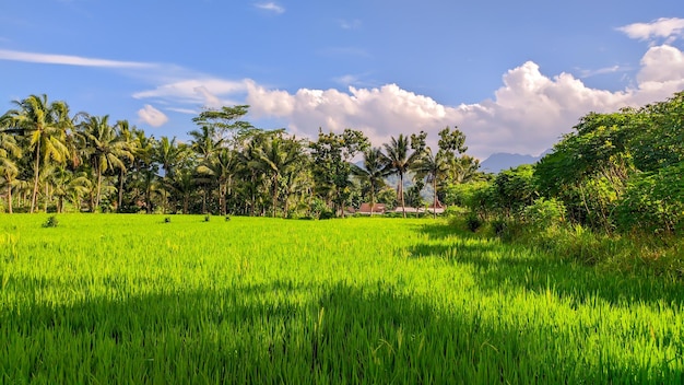 View of lush green vast rice fields in Indonesia Indonesian agriculture