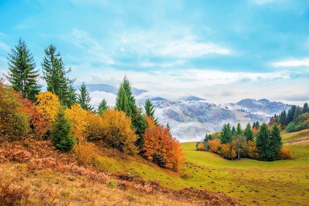 View of majestic mountain forest and gorgeous foggy hill with colorful coniferous trees