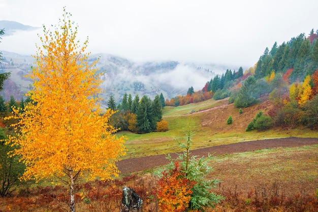 View of majestic mountain forest and gorgeous foggy hill with colorful coniferous trees