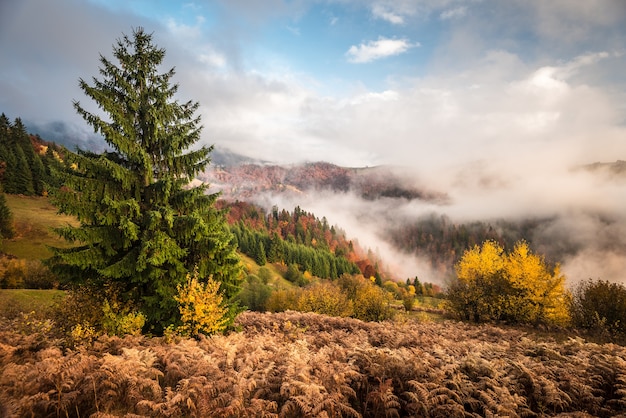 View of majestic mountain forest.