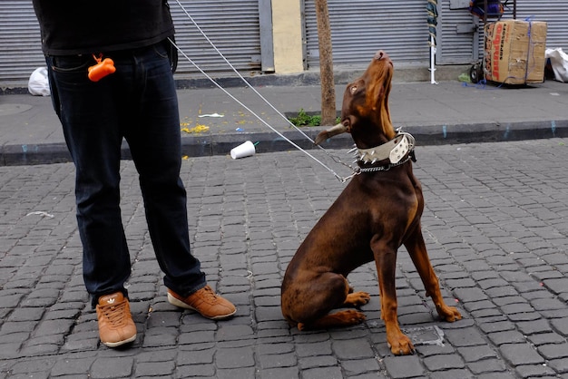 Photo view of man with dog in street