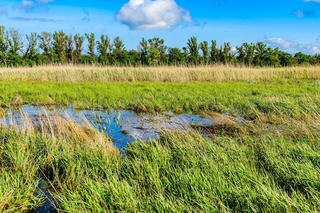 View of the marsh near river Dnieper on spring