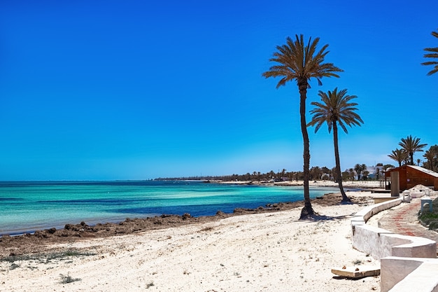 View of the Mediterranean coast with a beach with white sand and a green palm tree in Djerba Island, Tunisia