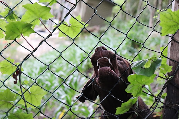 Photo view of monkey on fence at zoo