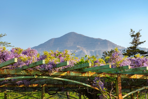 View of Mount Buko or Bukozan with beautiful full bloom of Purple pink Wisteria blossom trees