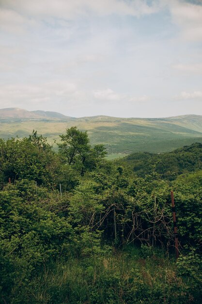 A view of the mountains from the forest