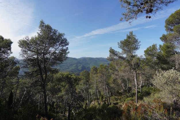 A view of the mountains from the forest