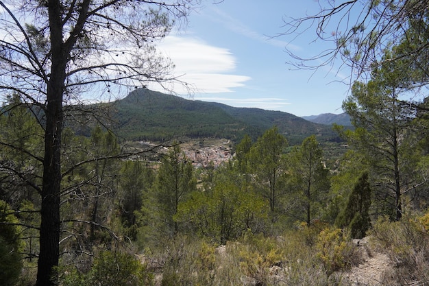 A view of the mountains from the trail