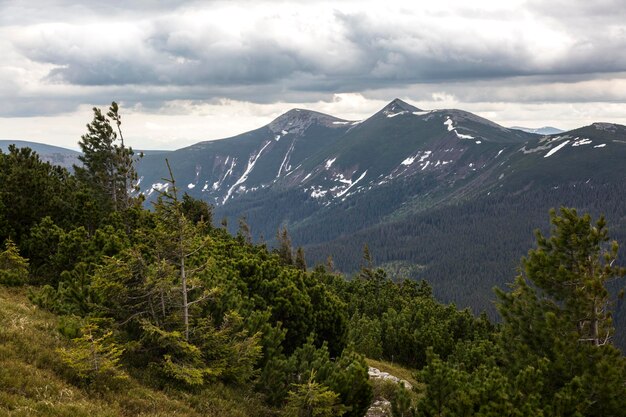 View of a mountains Great and Small Syvulya Sywula the highest peaks of Gorgany Ukraine Eastern Carpathians Evergreen pines yellow Moss and lichen fungus on the stones in the mountains