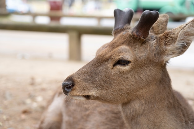 The view of Nara deer lay on green grass at Nara distinct famous of public deer in country. 