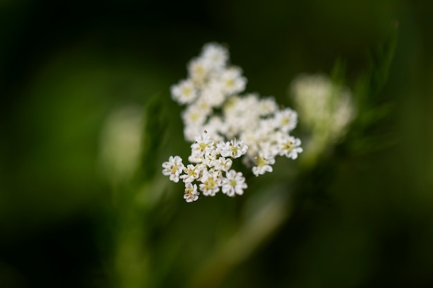 View of natural blurred flowers