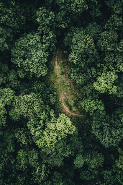 View of nature landscape with forest