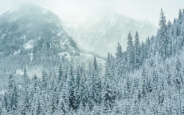 Photo view of the nearby mountains follows the road to the sea eye in winter zakopane