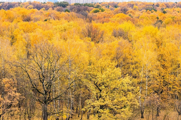 Above view of oak trees on edge of city park