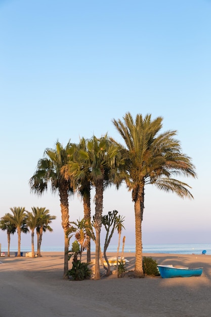 View of palm trees at sunset on the beach in Carboneras Almeria Spain